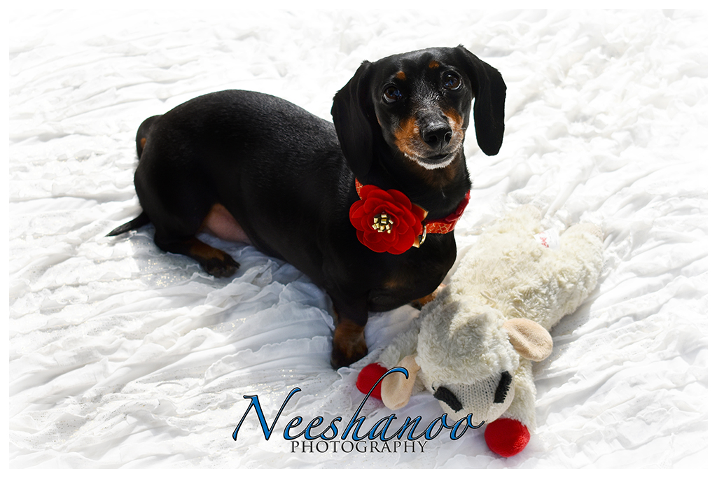 Molly – Pet Session